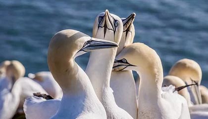 米乐体育-“散装”冬奥，别样精彩