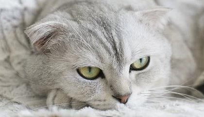 米乐体育-“散装”冬奥，别样精彩