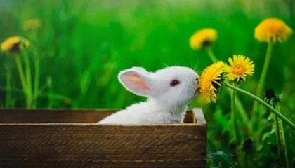 米乐M6-CBA｜曾凡博：食指还打不了弯 外教帮助调整罚球动手型